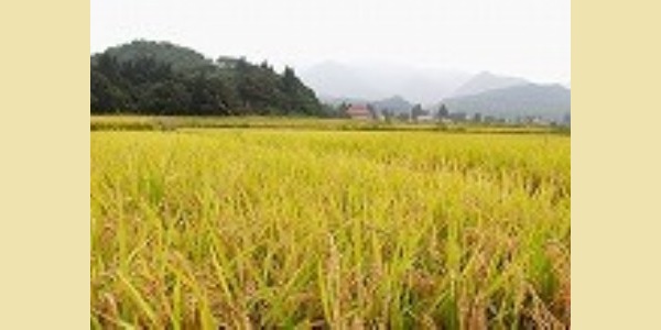 高畠低農薬米