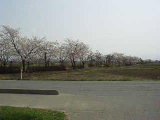 桜並木が続くサイクリングロード「まほろばの緑道」は高畠線の線路跡。
