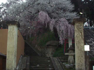 東正寺の入口と枝垂桜。